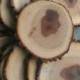 15 5-6 Rustic Wood Tree Slices Wedding Decor SOURWOOD Disc Log Round LARGE