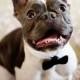 21 Impossibly Adorable Wedding Day Dogs