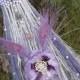 Lavender Wedding Broom, Handfasting Besom, Wiccan Wedding,Handcrafted Witches Broom, Jump the Broom, Broom Jumping, Witchcraft Wicca, Pagan,