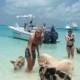 The Swimming Pigs In The Exumas (Bahamas
