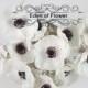 Real Touch Dark Purple Center White Anemones for Wedding Bridal Bouquets, Centerpieces, Decoration, Vase Arrangement