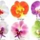 10 Big Phalaenopsis Heads Artificial Flower - Silk Flowers - 3.75 inches - Wholesale Lot - for Wedding Work, Make Hair clips