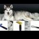 How To Groom Your Husky - Snowdog Guru