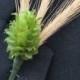 Available for deliver beginning August 2016 - DIY - Boutonniere Hops for Weddings - 10 Hops Cones w/Stems and Wires plus 30 Rye Stalks