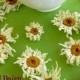 White Daisy, Dried Shasta Daisies, Craft Supplies, Real Flowers, Craft Supply, Confetti, Pot Pourri, Sachet, Wedding, Decor, 30 Real Flowers