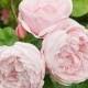 The Most Fragrant Roses For Your Garden
