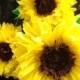 Set of 3 Giant Sunflowers - Perfect Decorations for Summer Wedding,Birthday Party&Baby Shower