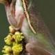 A Green Tree Frog Appears To Be Sniffing The Budding Flowers..