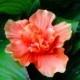 TROPICAL HAIR FLOWER, Hawaiian Orange Hibiscus, Brida, Hair Clip, Silk Flower, Wedding Accessory, Flower Headpiece, Fascinator,Beach Wedding