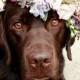 Two Labs Model A Flower Crown