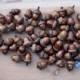 Large Acorns with affixed caps - Preserved with Shellac - Autumn decorations, DIY Rustic Wedding supplies - Autumn Wedding- Clean & dried