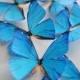 19 edible frozen butterflies - frozen cupcake toppers - frozen decoration - frozen cake decoration edible butterflies by Uniqdots on Etsy