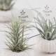 Modern Wedding Australia On Instagram: “They're Called 'air Plants' And They're The Super Low Maintenance Plant, Perfect For Wedding Favours! See How Easy It Is To Make These Cute…”
