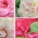 Note Card Set / Greeting Card Set - Camellia Pink and White Flowers - "Spring Rain"