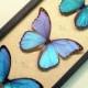 Wedding Day Gift Giant Blue Morpho Collection 3 Real  Framed Butterflies 8111