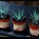 Haworthia Zebra Succulent Plant, Wedding Favor, Aloe Family