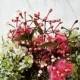 How To Arrange Flowers – With Saskia Havekes Of Grandiflora