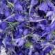 Blue Larkspur, Dried Flower, Confetti Flowers, Petals, Flower Girl, Basket, Tossing Flowers, Wedding Decor, Purple Dried Larkspur, 5 US cups