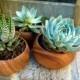 Earthy Echeveria Trio in acacia bowl - Succulents (Zebra, Green, Mint) for Mother's day