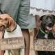 Pet SaVe THe DaTe SiGn - Dog PHoTo PRoP SiGn - Calligraphy Lettering - Pet Wedding SiGnS - RuSTic WeDDing SiGn - Rustic Dark Stain 10 x 5