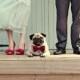 Wedding Fashions For Cats And Dogs