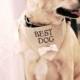 Ivory Best Dog Boy Bowtie Dog Collar Bandana Rustic Burlap Wedding Photo Prop