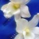 TROPICAL ORCHID HAIR Pin, Hawaiian, White Dendrobium, Silk Hair clip, Natural size, Silk Flowers, Wedding Accessory, Bridal, Beach Wedding