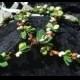 Green Leaf Stefana, Greek Wedding Crowns, Off White Stefana Crowns, Orthodox Wedding Crowns, Traditional Stefana, Rustic Stefana