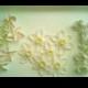 Sugar Flowers Gumpaste Frangipani, Gardenia, Jonquil, Daffodil, Wedding, Christening - Edible Fondant & Royal Icing /Various - Choose Item