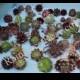 25 Sempervivum chicks Assorted 25 different cultivars -Rosette Succulents Plants for wine corks favors