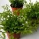 Mini Mossy Fern Plants - 2" Potted Set of 3 - Terrarium Plants - Party Favors
