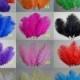 100pcs ostrich feather for wedding decorations AA quality