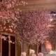 Blossoming Trees {For Weddings