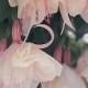 Fuchsia Trailing Happy Wedding Day - Plants
