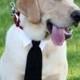 Neck Tie Wedding Wear For Dogs
