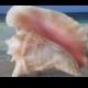 Large Conch shell 9"-10" beach decor beach wedding shells nautical wedding shell nautical decor nautical accents big beach shells large