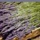 200 Stems  Dried French Lavender Wedding Decor Flower Centerpiece Table Arrangement