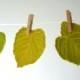 Green Leaves Decorations - Place cards, escort cards, dinner parties, weddings, events