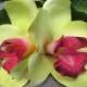 Hawaiian Lime Green and Wine  Two Orchids hair flower clip - Weddings -
