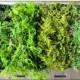 BULK Moss- 1 1/2  pounds of REAL moss in 5 styles-Basket moss-Preserved Sphagnum Moss-Wedding Decor-Woodland moss