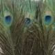 100pcs/lot Peacock tail  feathers 10-12" for Wedding Party Event Christmas Decoration