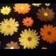 12 DAISY FLOWERS / 3/4" - 2 1/2" size variety gum paste / fondant / sugar  flower / Fall/Autumn cake or cupcake decorations / cake topper
