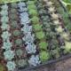 100 Wedding collection Beautiful Succulents in their plastic 2" Pots great as Party Gift WEDDING FAVORS echeverias rosettes~