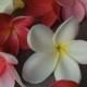 Natural Real Touch White Artificial Silk frangipani Plumeria flower heads for cake decoration