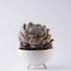 Handmade spiky ceramic succulent planter/ white flower pot/ air planter/ 3 leeged planter