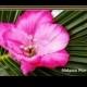 PINK HIBISCUS HAIR Flower - "Real Touch" Tropical Silk Flower, Hawaiian, Headpiece, Bridal Flower Clip, Faux diamond center, Beach Wedding