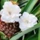 BRIDAL HAIR FLOWERS - Pair of Ivory Hawaiian Delphiniums, Beach Wedding Hair Pins, Fascinator, Headpiece, Crystal Center, Silk flower clip