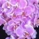 Light Purple True-Touch Orchid Cascading Bouquet