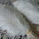100 pcs white ostrich feather plume 20-22inches for wedding party supply wedding centerpiece