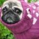 Dog Sweater Knit Dog Sweater Sweater for Pug Clothing for dog Pug coat Pug sweater Dog hoodie French bulldog coat Sweater with hood Dogs hat
